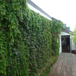 Perspective view towards housing unit after restoration